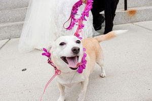 Собаки на свадьбе :)